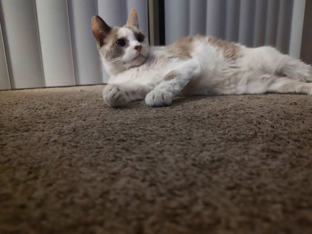 Artemis sees something interesting off-screen.