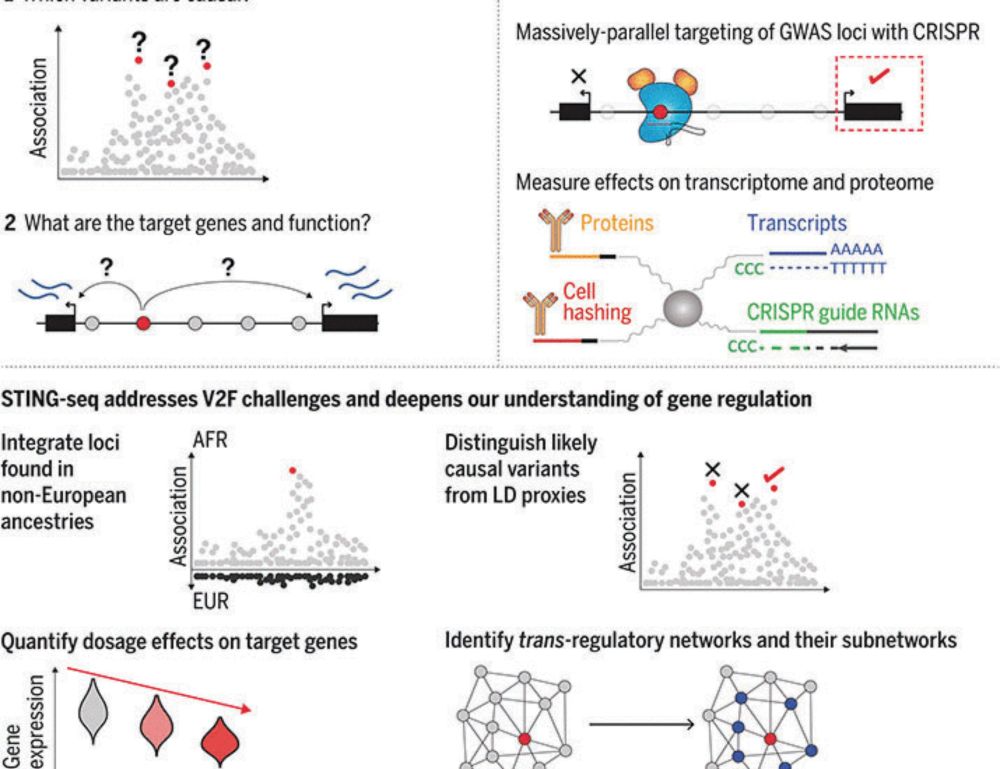 Discovery of target genes and pathways at GWAS loci by pooled single-cell CRISPR screens