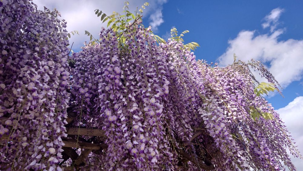 福島稲荷神社の藤の花