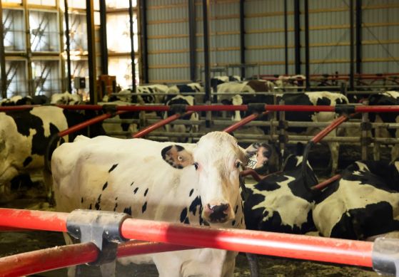 The discovery of a new form of bird flu in American dairy herds suggests that the disease could be difficult to stamp out in cows and may pose a persistent risk to the people who work in the dairy industry.Credit...Tim Gruber for The New York Times
