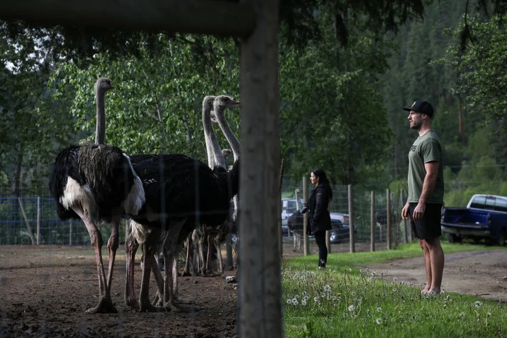 The ostrich farm in British Columbia, which has become a flashpoint of an avian flu outbreak, “has not cooperated” with the authorities to manage the outbreak, according to the Canadian Food Inspection Agency.
