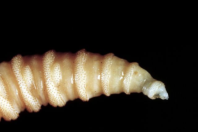  The tip of a screwworm fly larvae