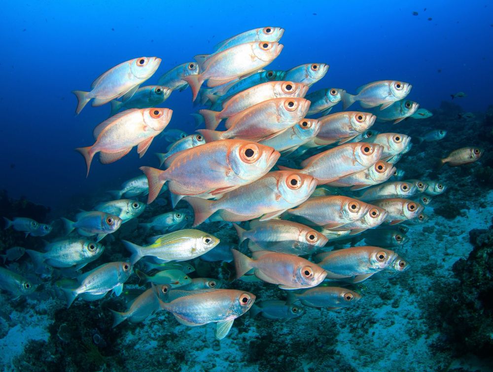 Mesopelagic fish, living hundreds of meters below the surface, play a quiet but powerful role in carbon cycling.