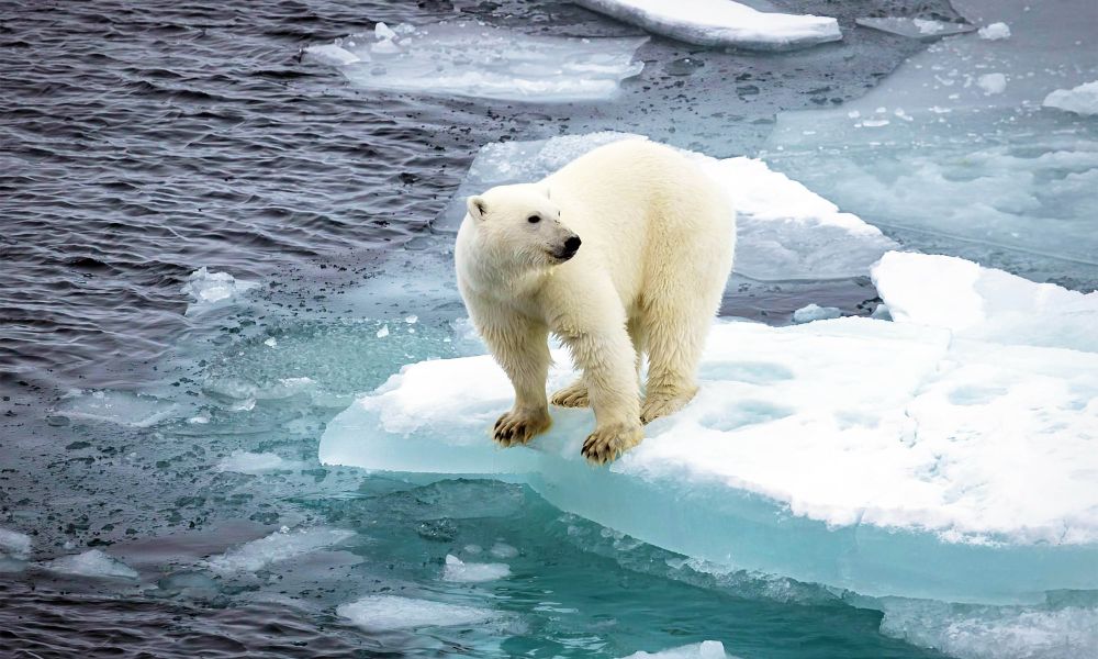 Prolonged fasting drains polar bears' energy reserves, reducing their ability to reproduce and raise cubs.
