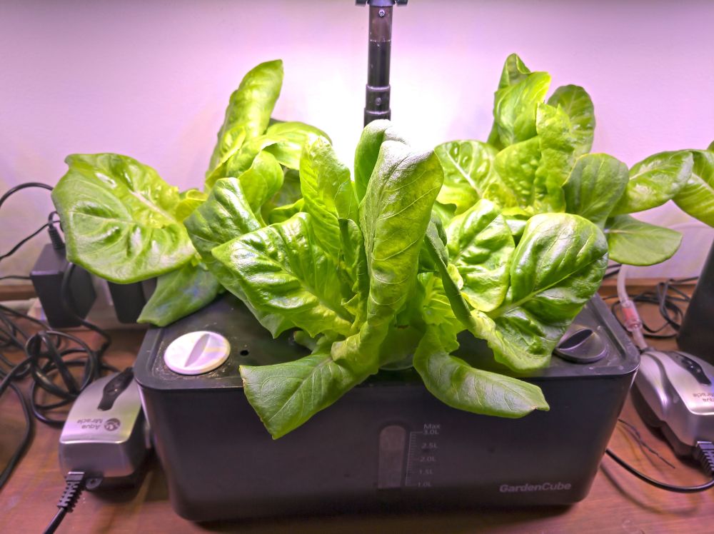 Little Gem Lettuce. Two weeks from seeds. 