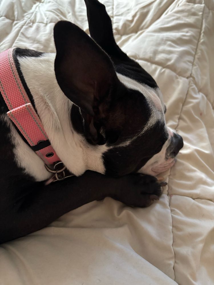 Cutest Dog sleeping on my lap