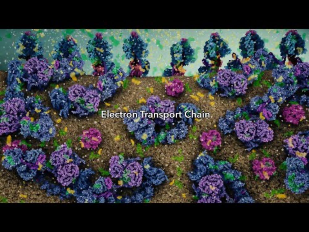 Electron Transport Chain (2019) Drew Berry wehi.tv