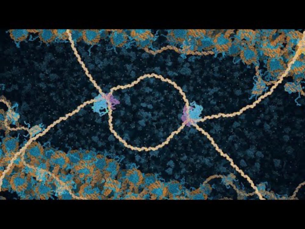 DNA Break Repair by Homologous Recombination (2024) Drew Berry wehi.tv