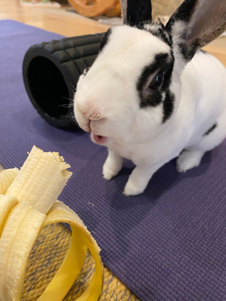 White minirex bunny with black spots sitting on a purple yoga mat, looking delighted at the banana in front of him