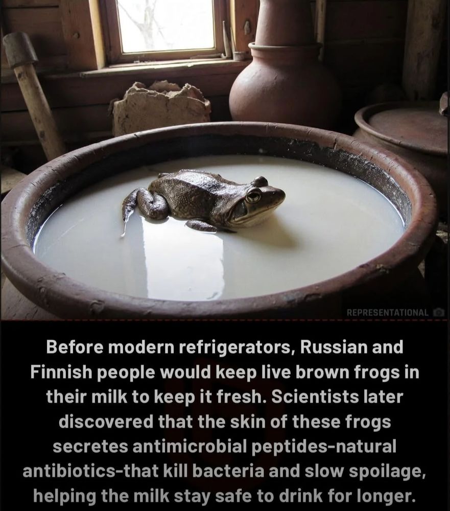 AMP to prevent food spoiling 