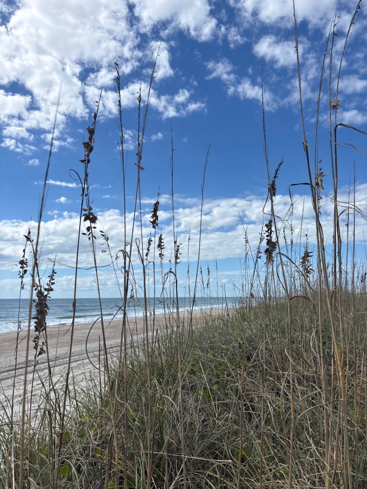 The tops of the sea oats. 