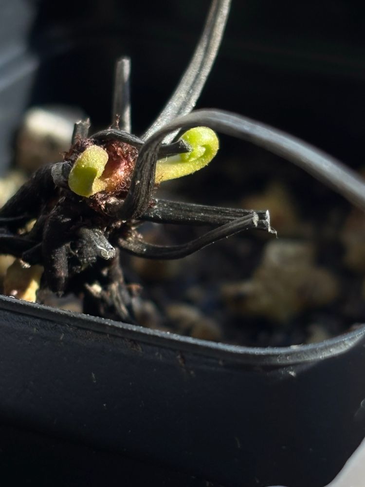 Tiny D. binata shoots coming out of the growth point with black, spent stems still attached. In a black plastic pot. 
