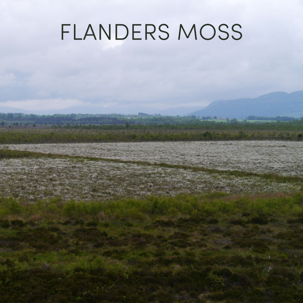 Episode art for Frog of the Week's "Bog of the Month: Flanders Moss". The bog is a flat plane with white wildflowers and mountains in the distance, really quite idyllic.