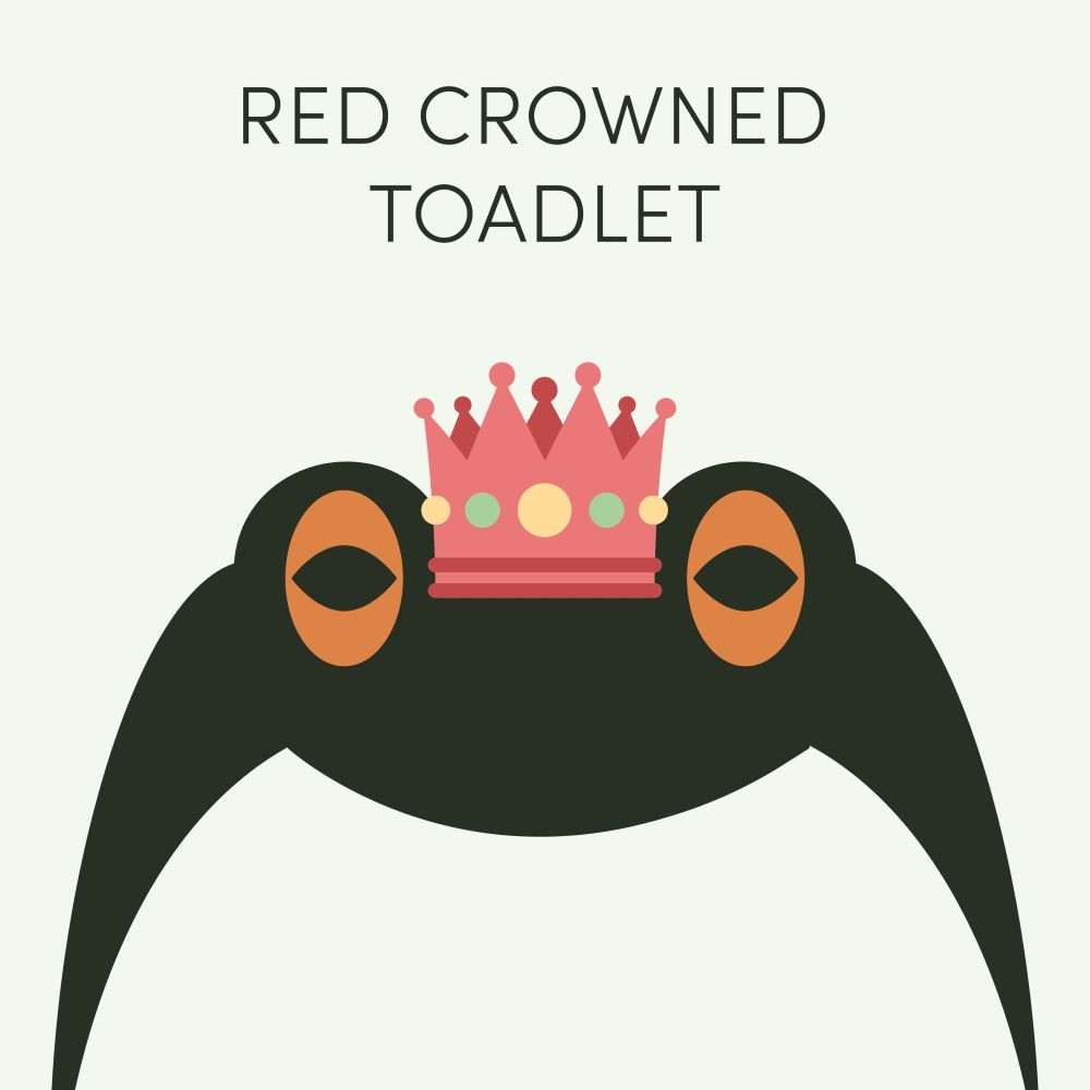 Episode art for Frog of the Week's "Red Crowned Toadlet". The toad is little and black with a white belly and a red crown between its orange eyes.