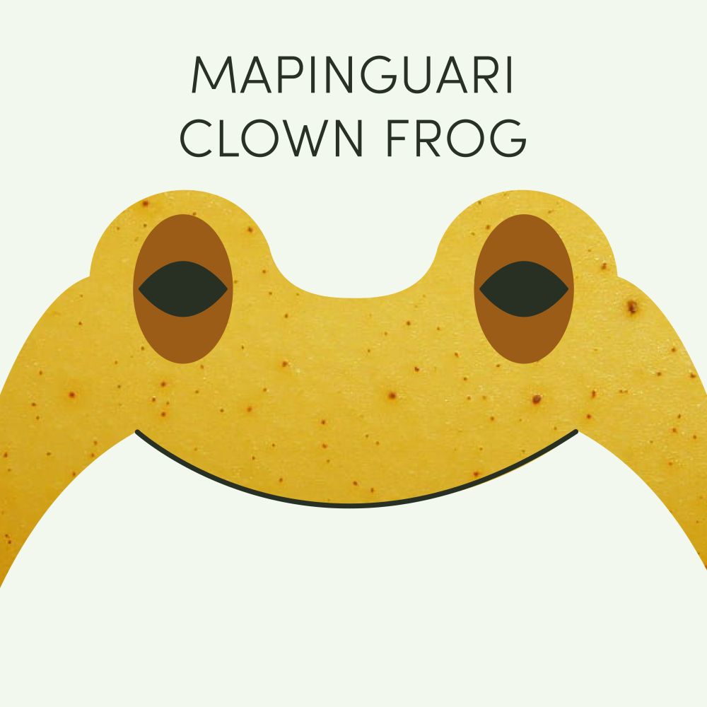 Episode art for Frog of the Week's Mapinguari Clown Frog. It is a yellow frog with dark spots and brown eyes.