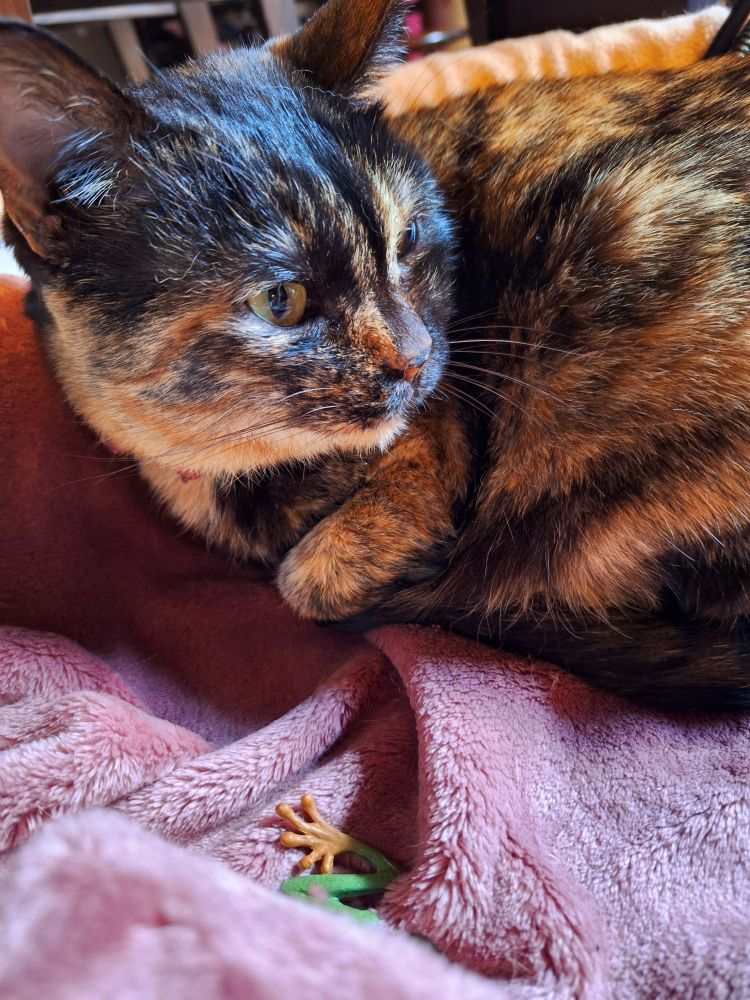 ピンク色のブランケット上で顔だけ起き上がって遠くを見ているサビ猫。窓の外の野鳥が気になるようだ。