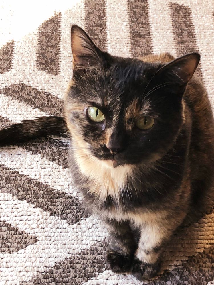 こちらを見上げてまっすぐ見つめるサビ猫。両前足を揃えている。