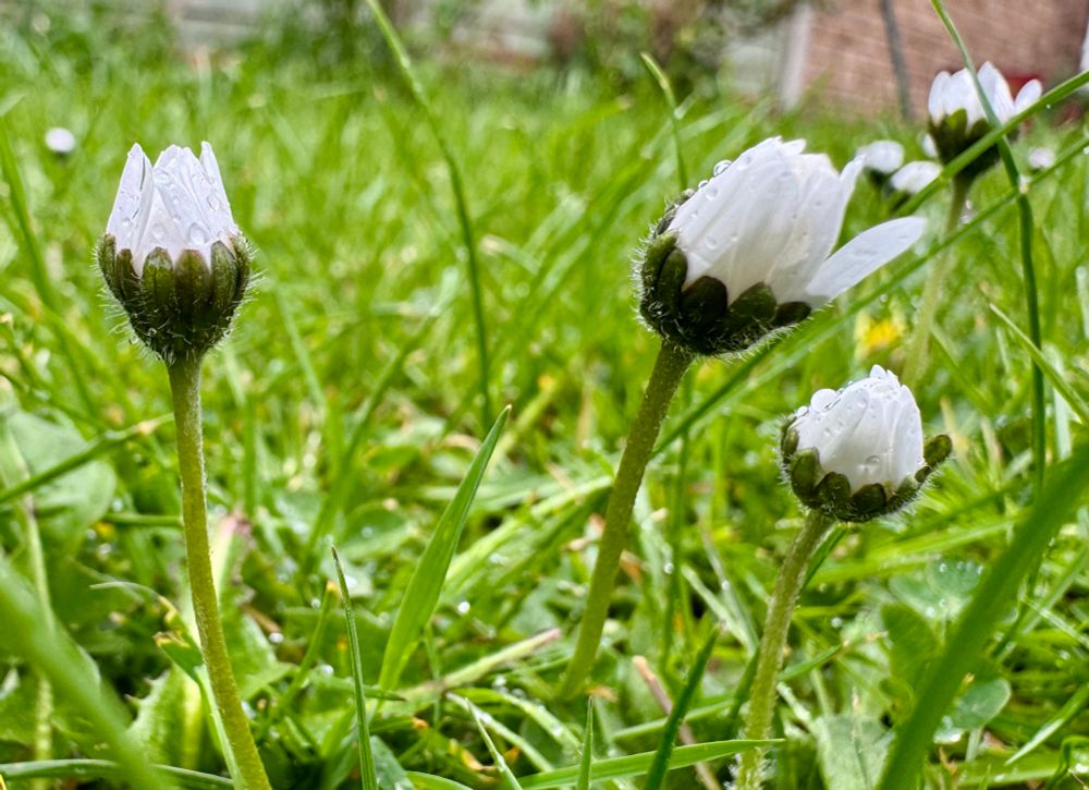 Closed wet daisies