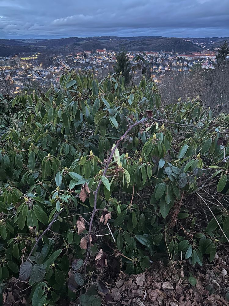 Abend. Blick vom Berg auf die beleuchtete Stadt, mit Rhododendron im Vordergrund. 