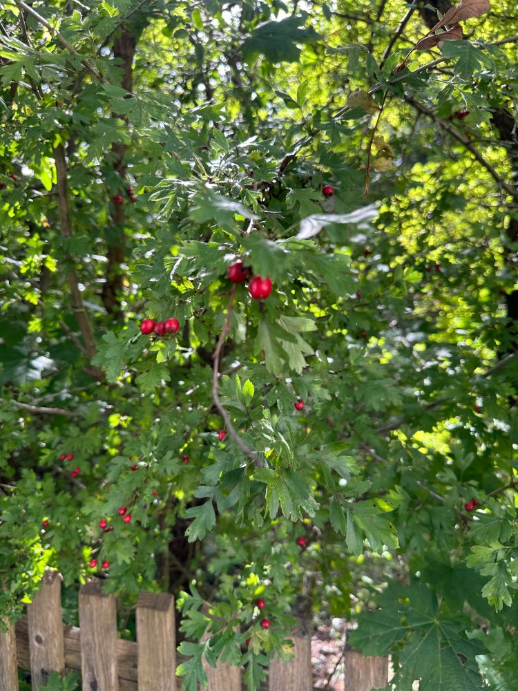 Rote Beeren, knallig leuchtend, an grünem Strauch über Holzzaun. 