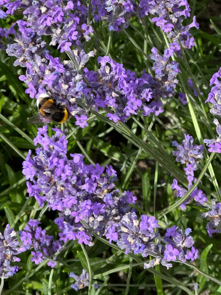 Hummel an Lavendel 