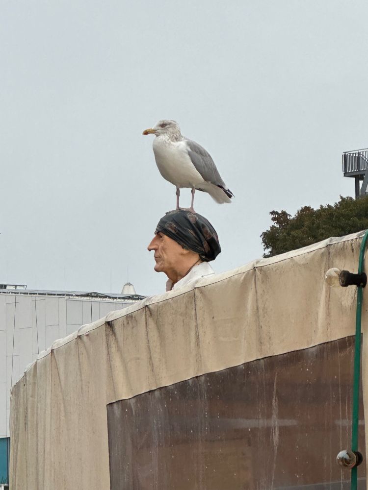 Auf einem Kutter: Piratenfigur mit Kopftuch, darauf eine Möwe. 