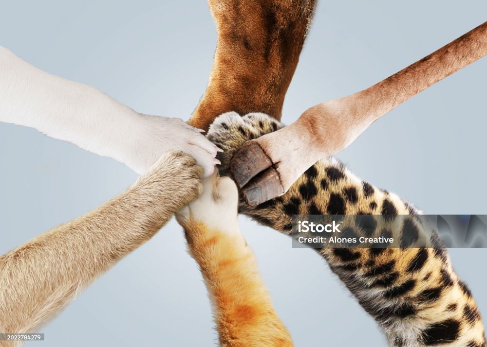 Six animals keep their paws together 