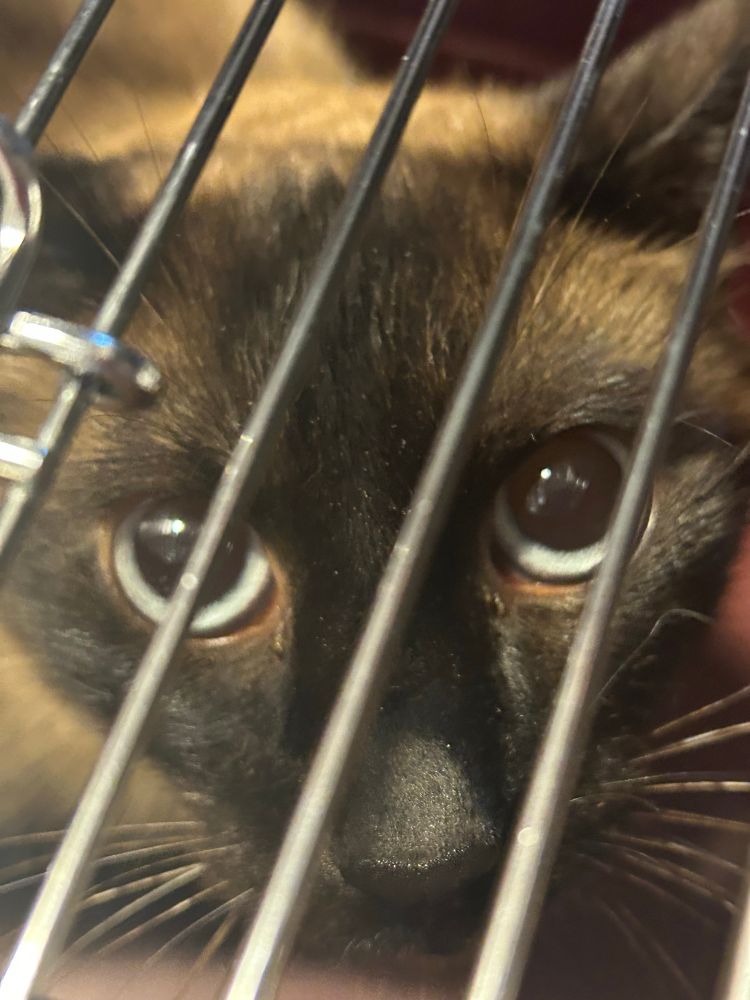 Siamese cat with blue eyes in cat carrier 