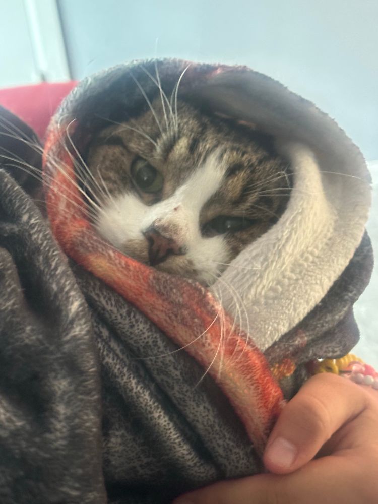 Cat wrapped in blanket 