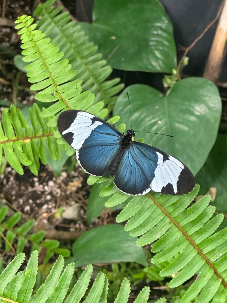 Black white and blue butterfly sitting on leaves 