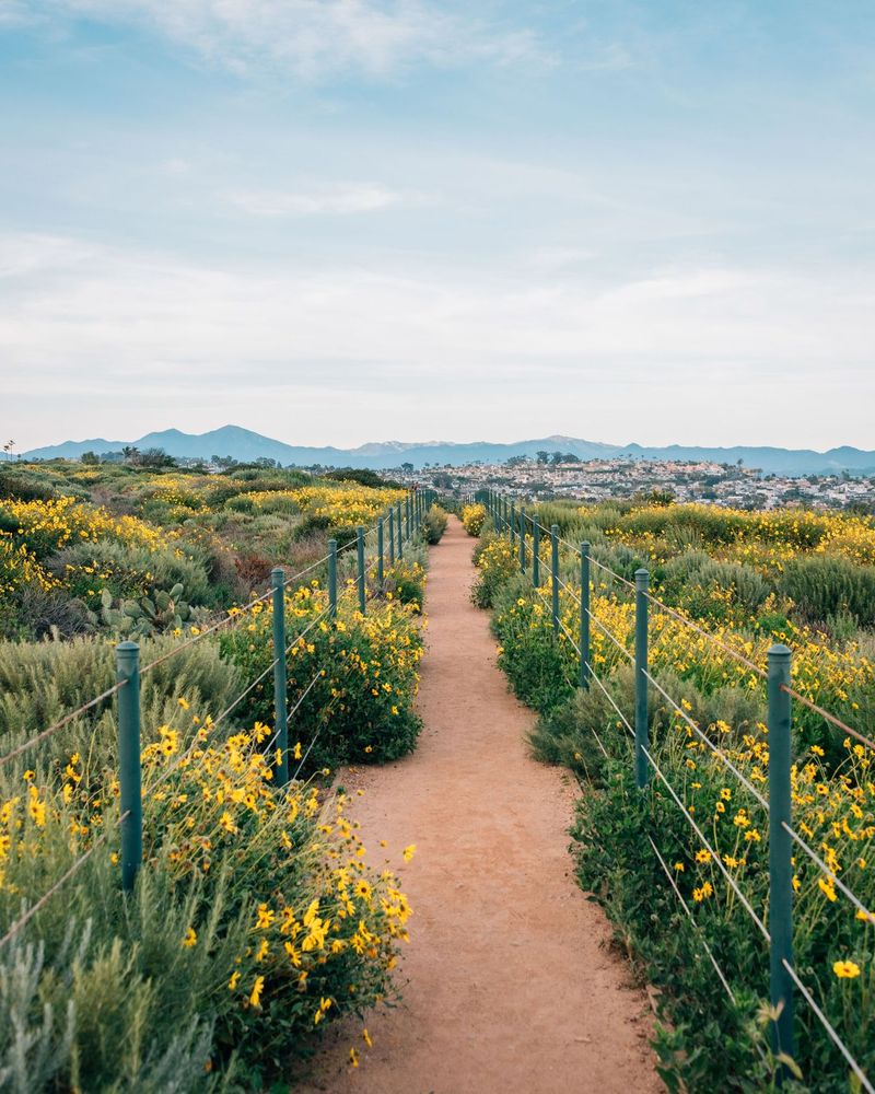 Yellow flowers along the trail at Hilltop Park in Dana Point, Orange County, California