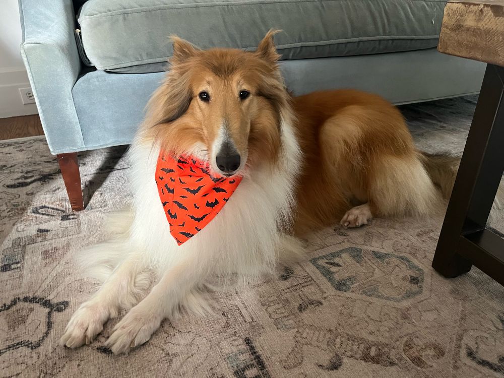 A rough collie sitting on a carpet wearing an orange bandana with a pattern of black bats on it around her neck