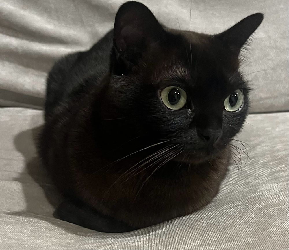 A black cat with green eyes on a white blanket looking off to her left