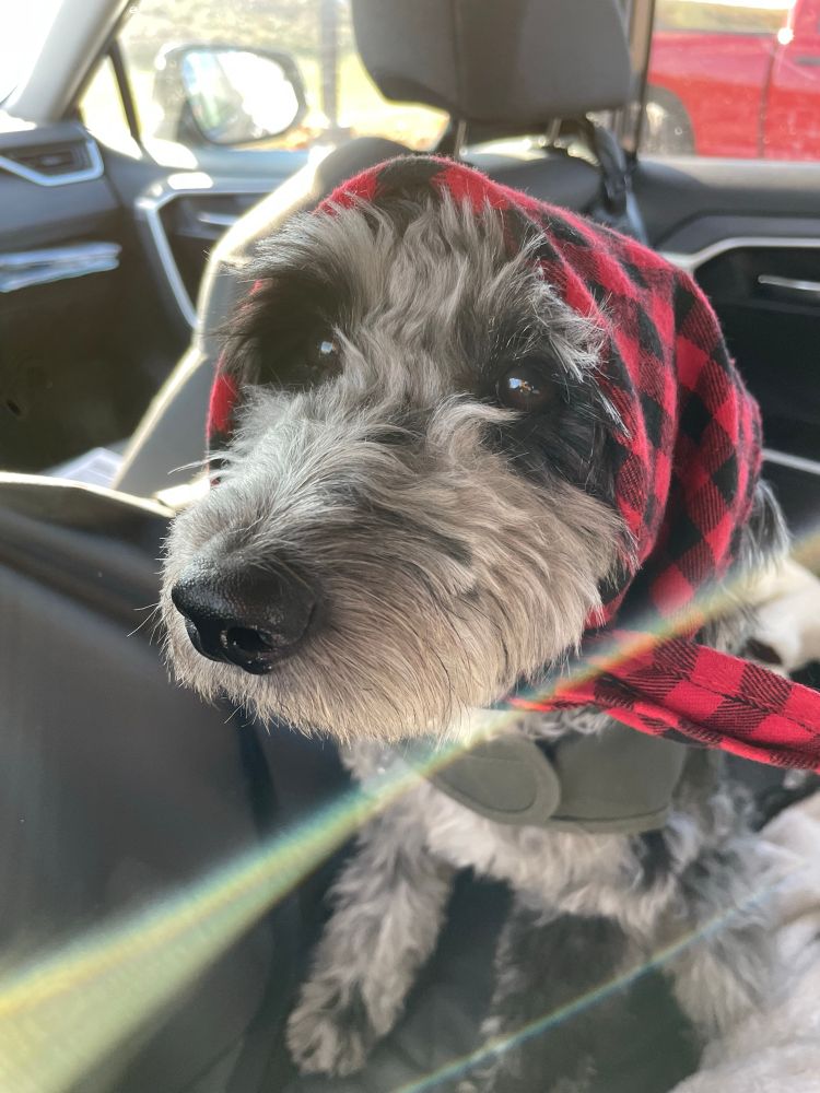 Poke Trotsky, a little doggie, wearing a red and black checked bandana around her head giving babushka