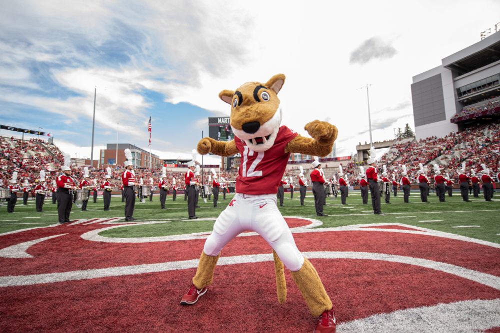Color outdoor photo of WSU mascot Butch T Cougar standing on a football field with a marching band and fans in stands behind him. 