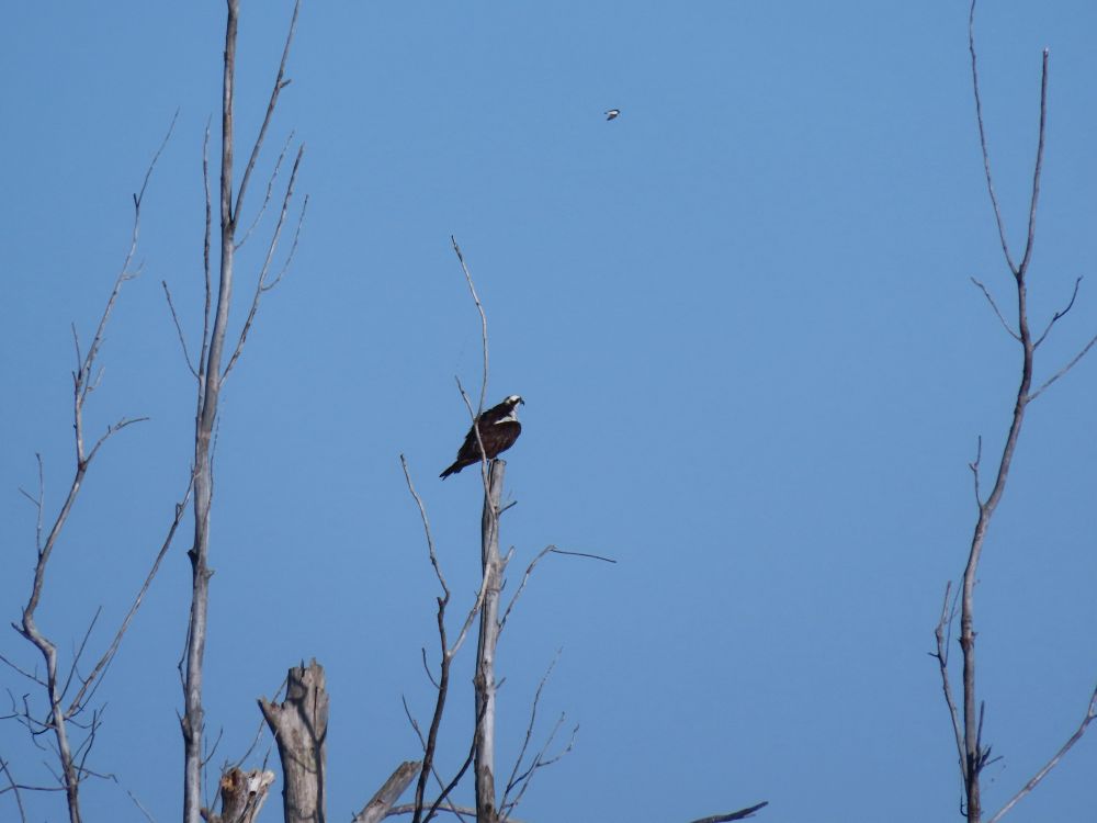 Osprey perched on the top of a bare tree out in a flooded area. 