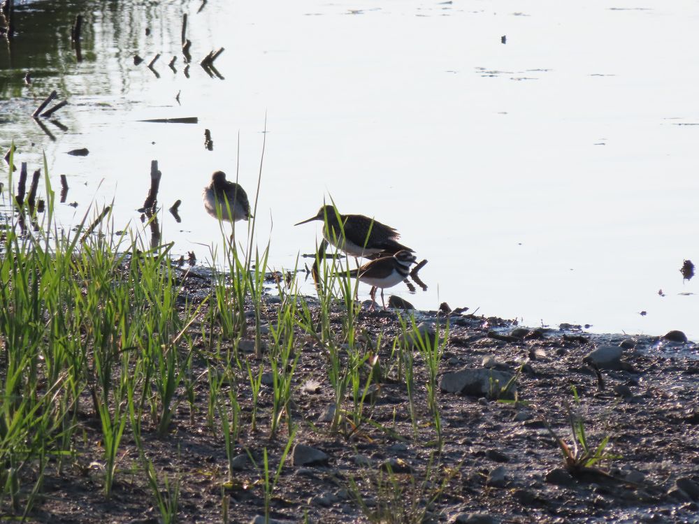 Three birds showing up as almost silhouettes with the extreme back lighting. The smallest is a killdeer. The two bigger ones have smallish heads, longish bills, and longish, thin beaks. 