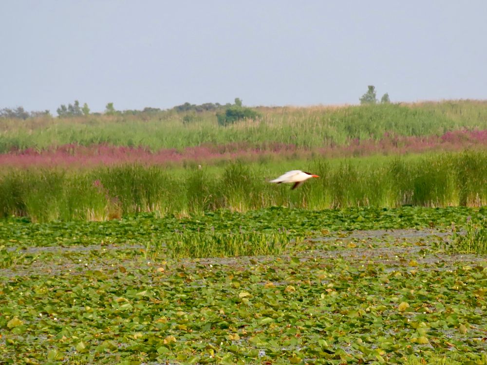 Bad picture of a Caspian tern as it flew past me today.