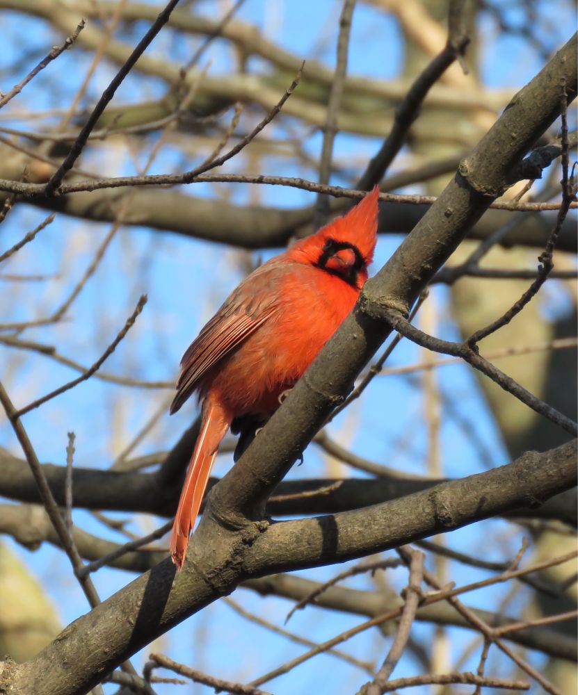 Red bird with a black mask and tall, spikey tuft on its head—although the tuft isn’t always deployed, this one is 100%.