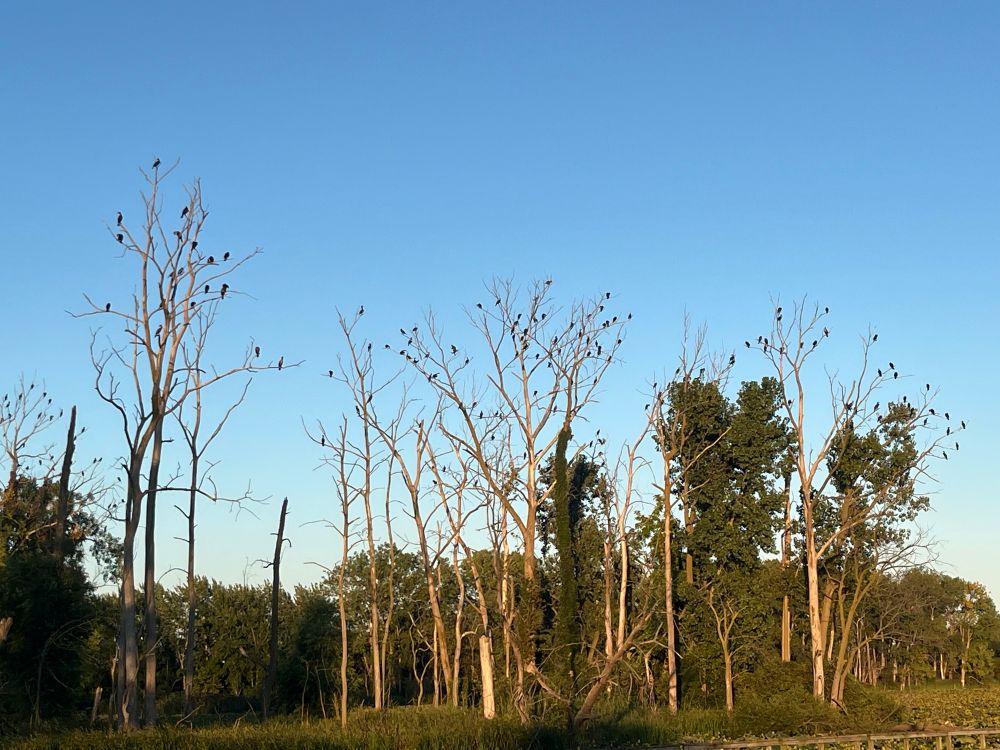 Bare trees next to a bay of Lake Erie are populated with double crested cormorants. Must be a good fishing spot. 