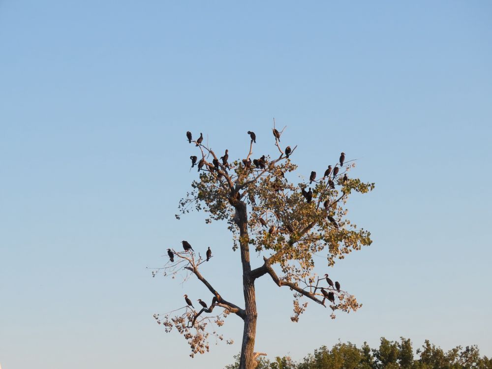 Tree in the middle of the bay is covered with cormorants. 