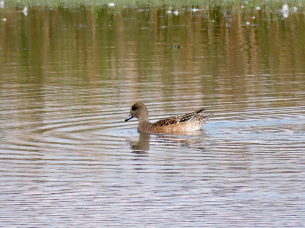 Overall grayish duck with reddish brown accents and dark smoky eye. 