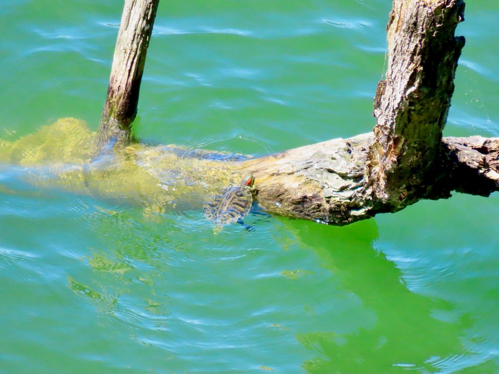 Turtle with a distinctive bright red marking on the side of its head is holding onto part of a drowned tree that’s still above water. 