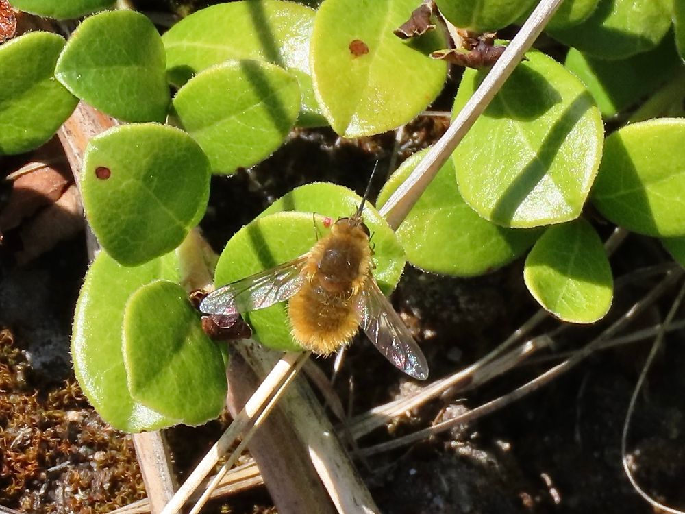 Wooly bee fly has smallish , backswept wings, a furry, yellowish brown body, and a long, thin, pointy tongue that looks like the pitot mast of a jet fighter. 