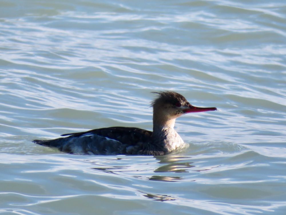 Red-breasted(?) merganser. Duck-like bird with a longer, thinner bill and a cool, punky tuft of feathers on its head.