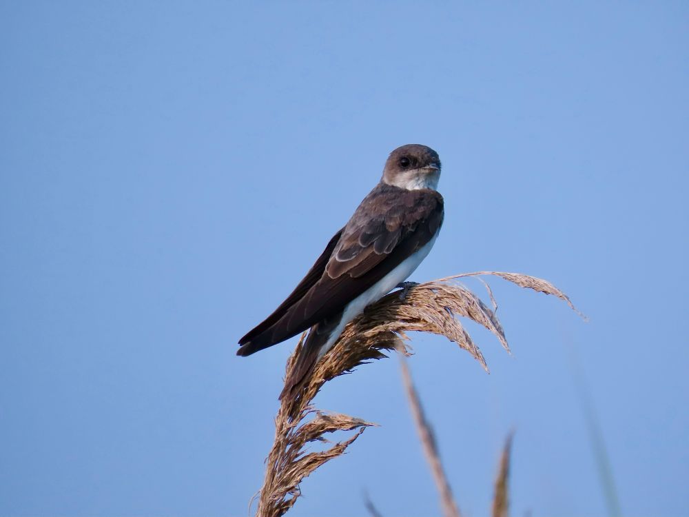 Swallow with brown above and white below strikes a bold pose from atop a frond of marsh grass.