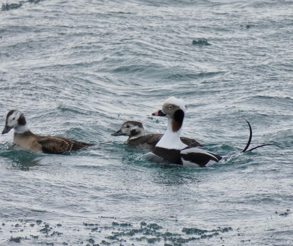 Long-tailed ducks on the St. Clair River. They show up in the chilly months. There is ice slush visible on the water's surface in this photo. 