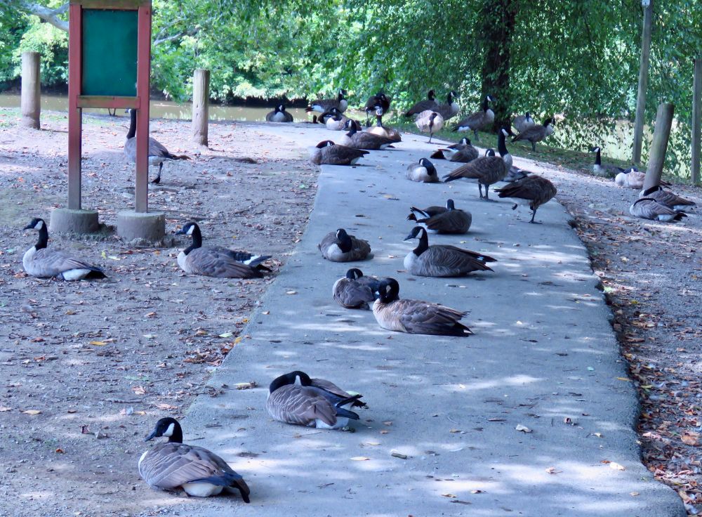 Flock of Canada geese laid out of the walking path in a park. It was either take your chances and walk through or turn around. I chose to take my chances. They grudgingly moved. 
