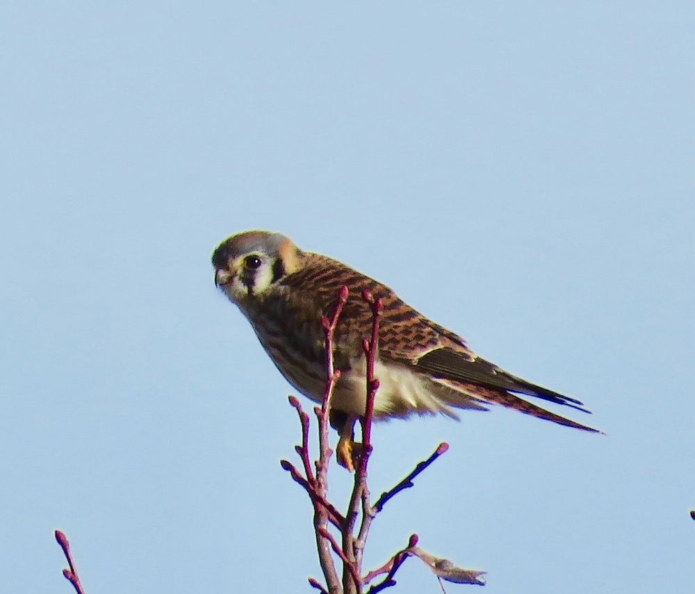 American kestrel atop a tree. Very exotic looking bird for these parts. They have small, sharp beaks, war paint black and white markings on their faces, rusty brown and soft blue caps, and mottled reddish brown backs.