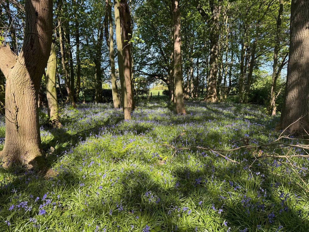 A forgotten wood, filled with bluebells. 